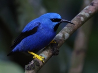 FL6A9277Shining_Honeycreeper