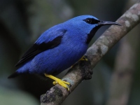 FL6A9279Shining_Honeycreeper
