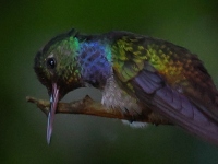 FL6A9341Blue-chested_Hummingbird