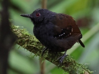FL6A9702Dull-mantled_Antbird