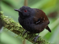 FL6A9707Dull-mantled_Antbird