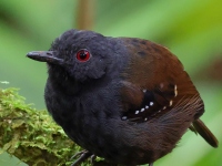 FL6A9709Dull-mantled_Antbird