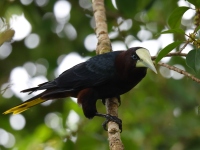 FL6A9724Chestnut-headed_Oropendola