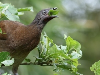 FL6A9733Gray-headed_Chachalaca