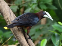 FL6A9842Chestnut-headed_Oropendola