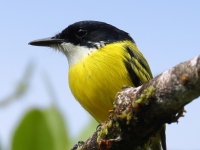 FL6A9914Black-headed_Tody-Flycatcher