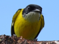 FL6A9930Black-headed_Tody-Flycatcher