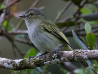 FL6A9958Mistletoe_Tyrannulet