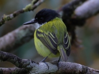 FL6A9959Black-headed_Tody-Flycatcher