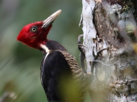 FL6A9992Pale-billed_Woodpecker