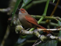 FL6A0009Red-faced_Spinetail