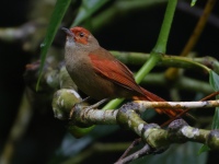 FL6A0012Red-faced_Spinetail