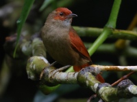 FL6A0016Red-faced_Spinetail