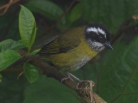 FL6A0067Sooty-capped_Chlorospingus