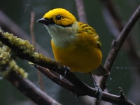 FL6A0151Silver-throated_Tanager