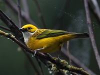 FL6A0155Silver-throated_Tanager