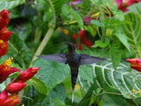 FL6A0190Green_Hermit