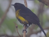 FL6A0210Black-and-yellow_Silky-flycatcher