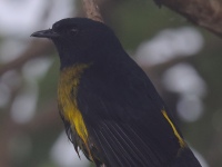 FL6A0235Black-and-yellow_Silky-flycatcher