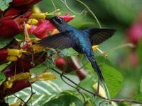 FL6A0239Green_Hermit