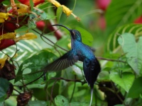 FL6A0251Green_Hermit