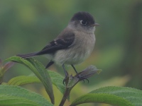FL6A0266Black-capped_Flycatcher