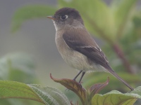 FL6A0273Black-capped_Flycatcher