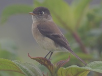 FL6A0275Black-capped_Flycatcher