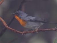 FL6A0302Flame-throated_Warbler