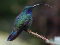 FL6A0308Lesser_Violetear