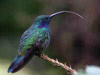 FL6A0312Lesser_Violetear