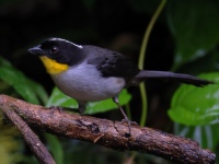 FL6A0402White-naped_Brushfinch