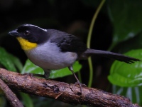 FL6A0404White-naped_Brushfinch