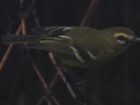 FL6A0417Yellow-winged_Vireo