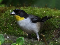 FL6A0424White-naped_Brushfinch