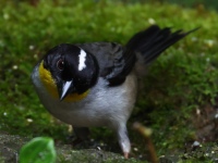 FL6A0438White-naped_Brushfinch