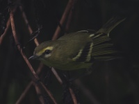 FL6A0452Yellow-winged_Vireo