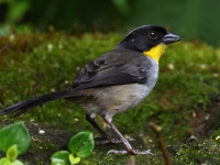 FL6A0458White-naped_Brushfinch