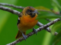 FL6A0502Baltimore_Oriole