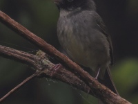 FL6A0539Black-cheeked_Warbler