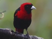 FL6A0546Crimson-collared_Tanager