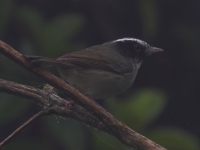 FL6A0557Black-cheeked_Warbler