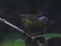 FL6A0567Sooty-capped_Chlorospingus