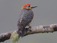 FL6A0569Red-crowned_Woodpecker