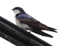 FL6A0574Blue-and-white_Swallow