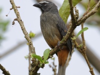 FL6A0590Cinnamon-bellied_Saltator