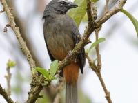 FL6A0602Cinnamon-bellied_Saltator