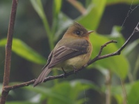 FL6A0606Tufted_Flycatcher