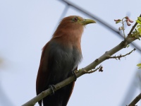 FL6A0625Squirrel_Cuckoo