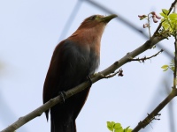 FL6A0629Squirrel_Cuckoo